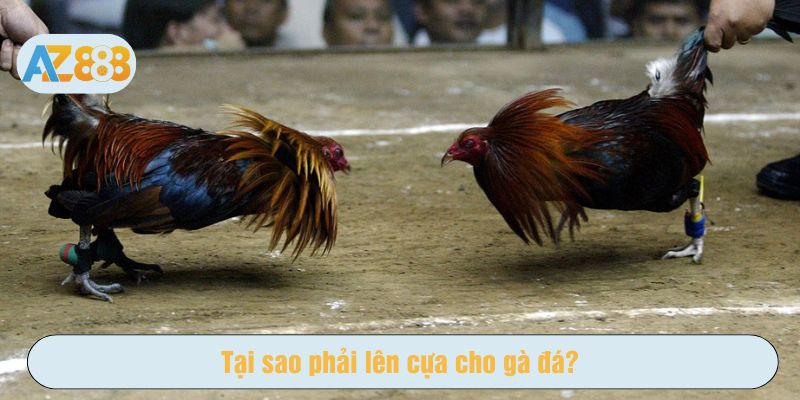 Cách lên cựa gà có thể nâng cao khả năng chiến đấu của chiến kê