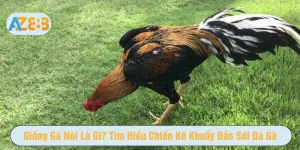 Giống gà nòi