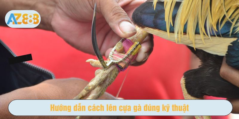 Cách lên cựa gà đòi hỏi sự cẩn thận và am hiểu về chiến kê